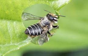 Leaf cutter bee