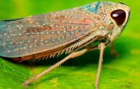 Leafhopper