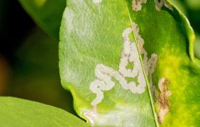 Leaf miner