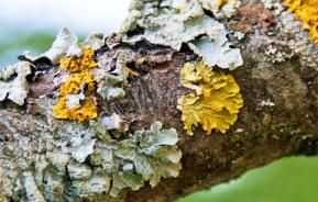 Lichens