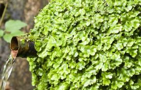 Liverworts