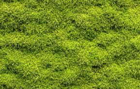 Moss