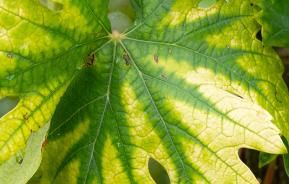 How to spot nitrogen deficiency in your plants
