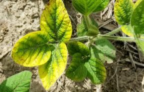 Potash deficiency