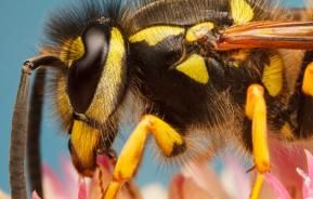 https://www.lovethegarden.com/sites/default/files/styles/article_related_fallback/public/content/articles/UK_advice-pests-diseases-wasps_main.jpg?itok=WOT5FK95