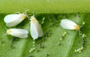 whitefly control
