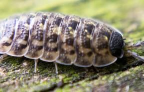 Woodlice