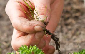 Tackling weeds in the vegetable garden