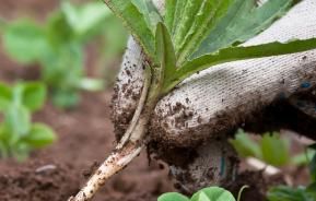 Weeding by hand