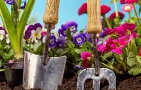 Weeds in flower beds