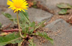 Weeds in paths and patios