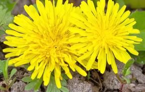 What’s a garden weed and what’s not?