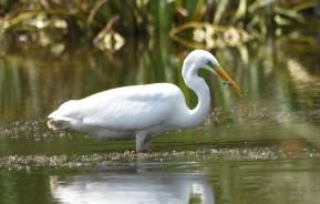 Great White Egret | Restoring Peatland Biodiversity | Evergreen Garden Care