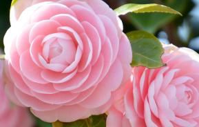 A closeup of pink camellia flowers