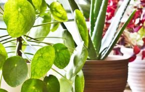 NASA guide to air-filtering houseplants