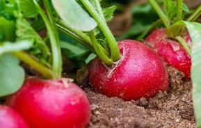 Radishes: the new kale