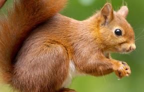 Red squirrels: everything you need to know