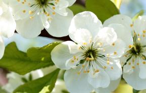 Patio fruit trees