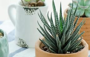 13 amazing ideas for your indoor plants