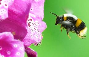 Les Insectes Auxiliaires