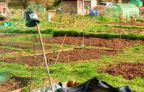 Allotment gardening: take up the challenge!