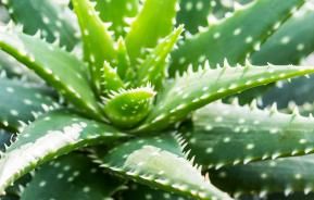 Aloe Vera: the benefits