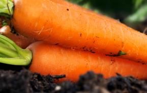 Caring for summer vegetables