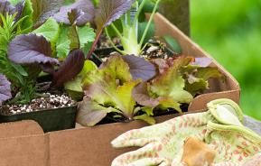 Légumes Racines : Nourrir, Tailler Primary tabs