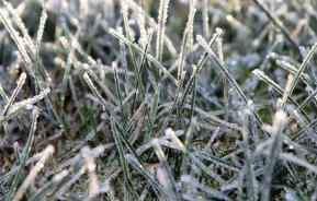 Protégez Votre Jardin Avant L'Arrivée De L'Hiver !