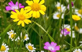 Go wild with British wildflowers