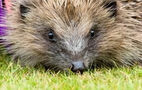 Hedgehog friendly gardens