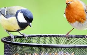 Helping wildlife through the winter