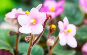 How to create colourful patio planters quickly and easily