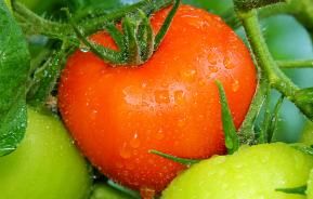 Keeping tomatoes fed and watered