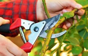 Propagate new plants for free