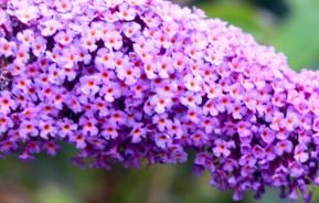 Pruning the Butterfly Bush (Buddleia davidii)