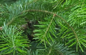 Comment Conserver Son Sapin De Noël