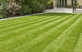 Identifying and treating red thread grass