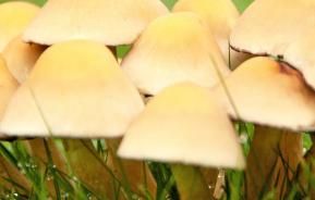 Toadstools in the garden