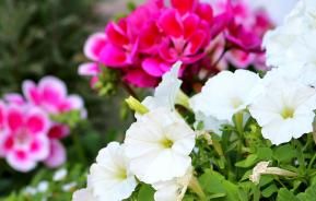 Top tips for balcony garden planters