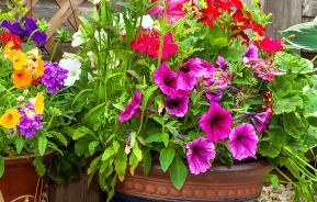 Garden planters and potting plants