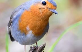 What do robins eat?