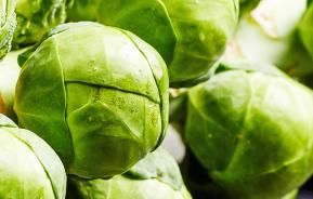 How to grow brussel sprouts