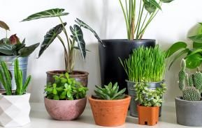 Best indoor plants