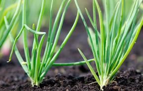 How to use bone meal fertiliser for plants