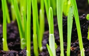 Best time to sow grass seed