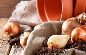 Planting spring bulbs in pots and containers