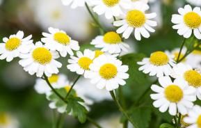 Chamomile (Chamaemelum Nobile, Matricaria Recutita)