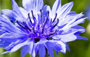 Cornflower (Centaurea Cyanus)