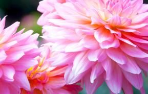 Dahlias (Dahlia)